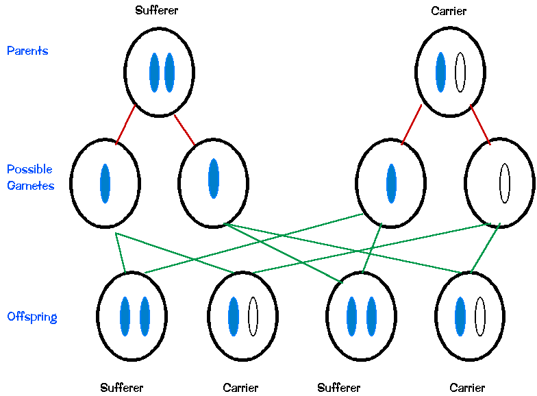 Diagram showing inheritance of PKU